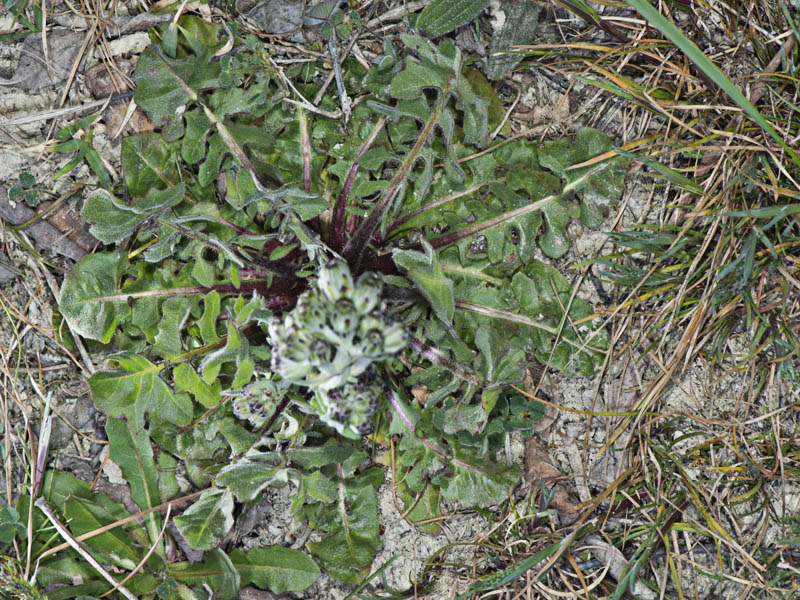 Crepis vesicaria (Asterceae)
