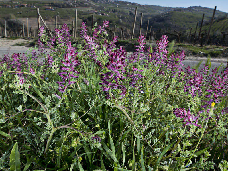 Fumaria officinalis / Fumaria comune