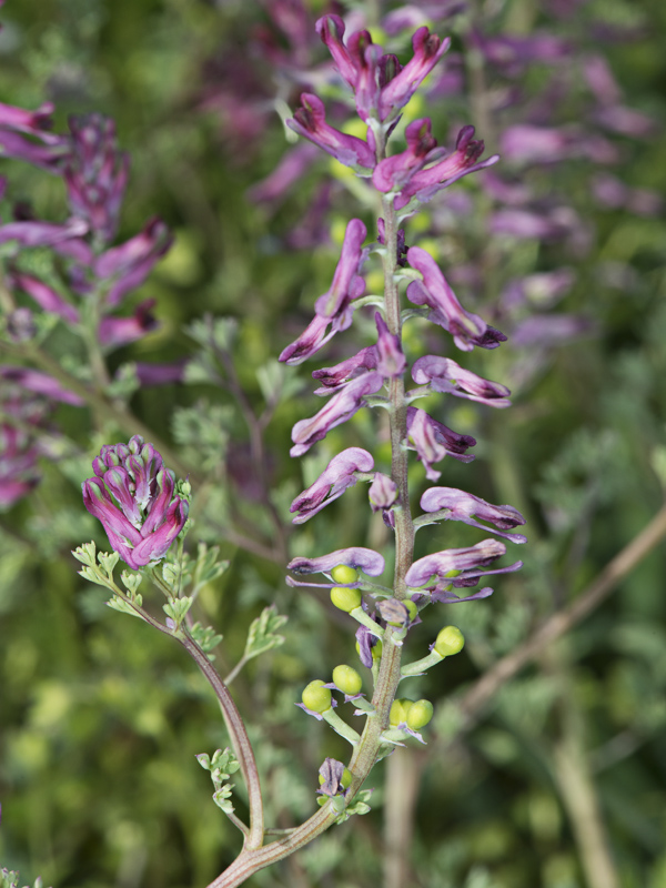 Fumaria officinalis / Fumaria comune