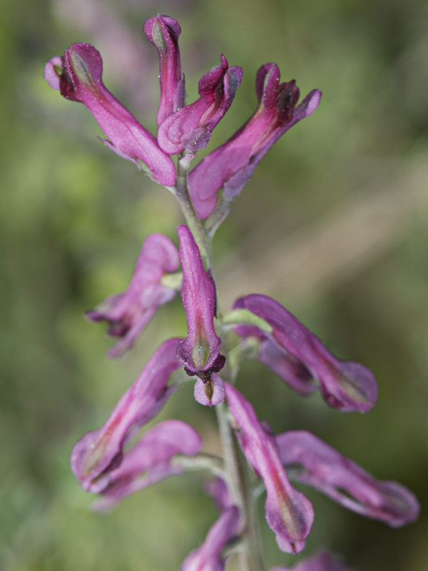 Fumaria officinalis / Fumaria comune