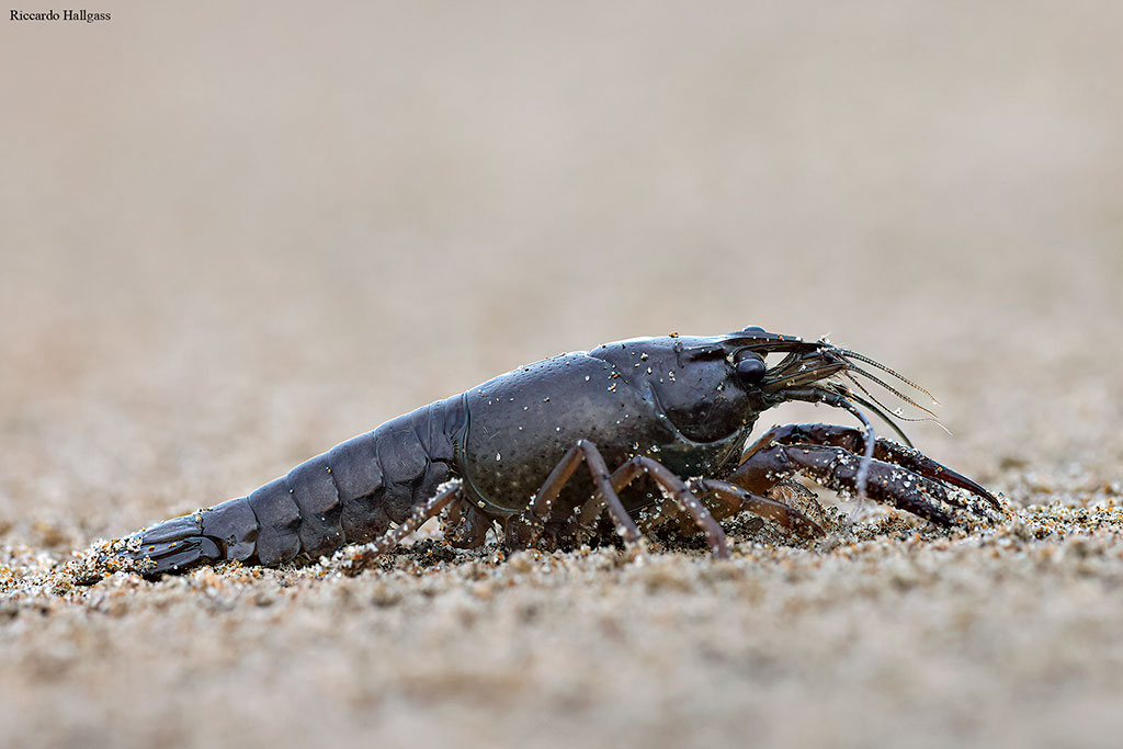 Identificazione crostaceo