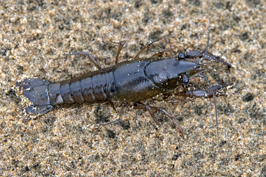 Identificazione crostaceo