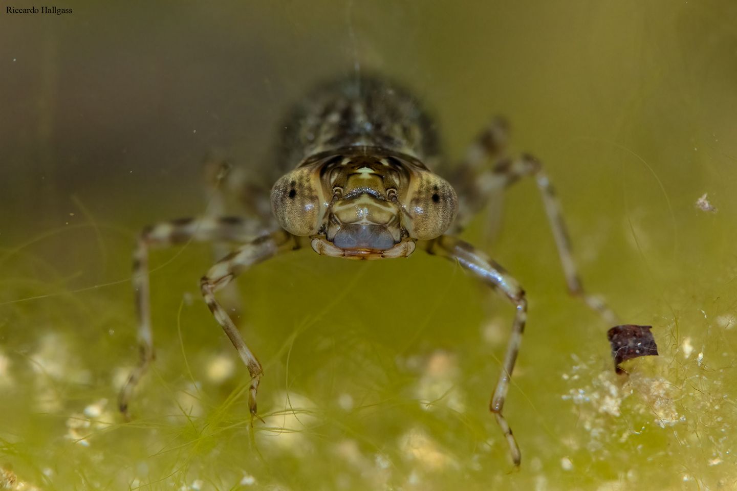 Anisoptera (larva) da identificare
