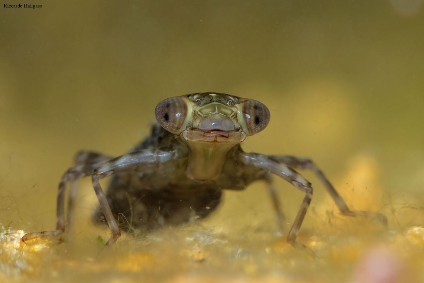 Anisoptera (larva) da identificare