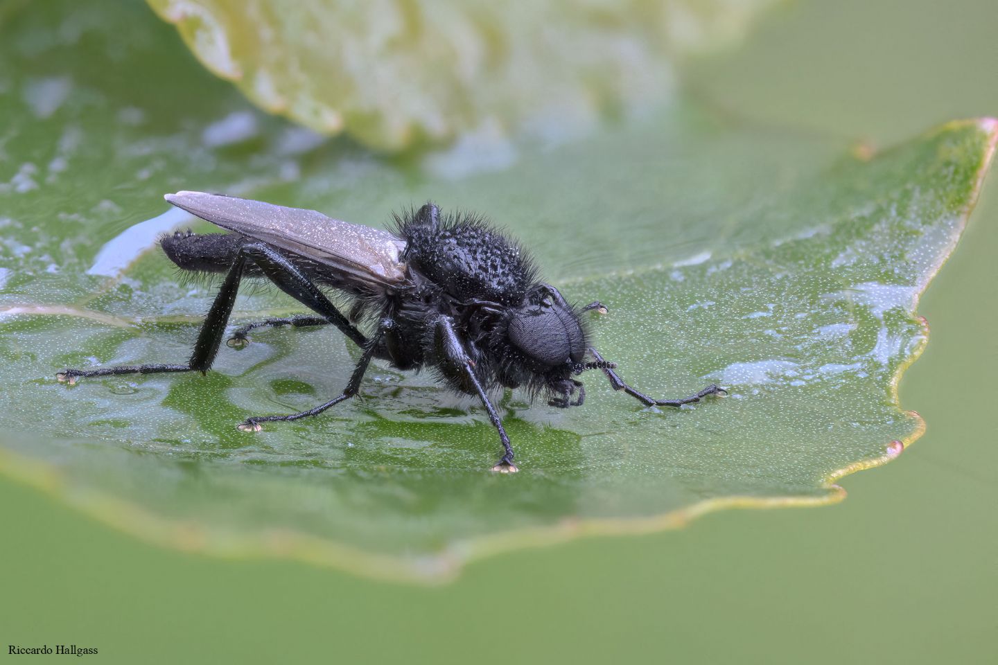 Identificazione diptera