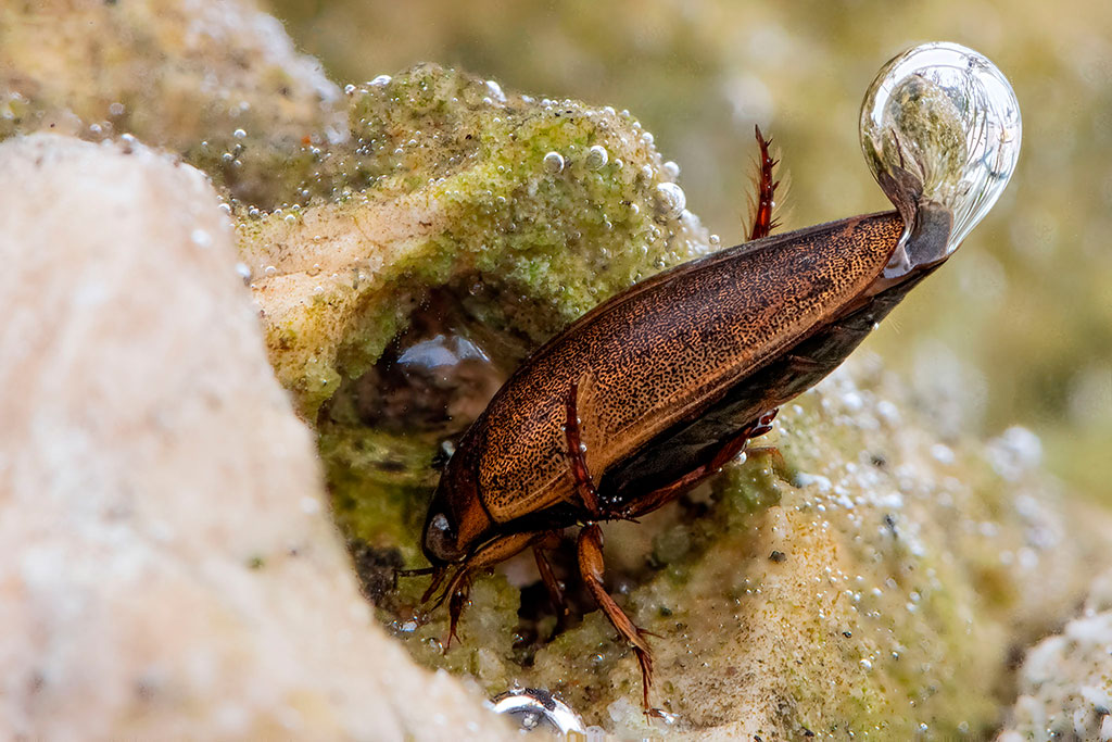 Identificazione Dytiscidae
