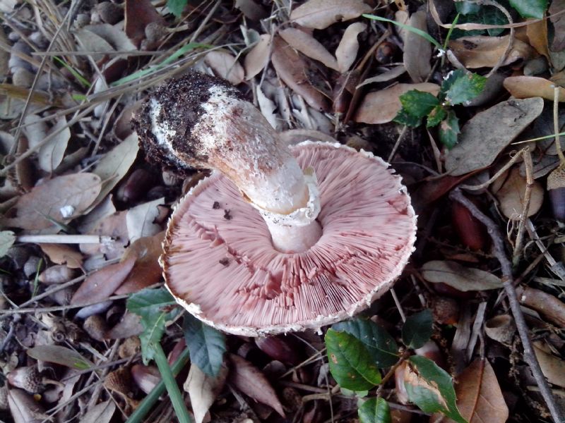 Agaricus sotto Leccio