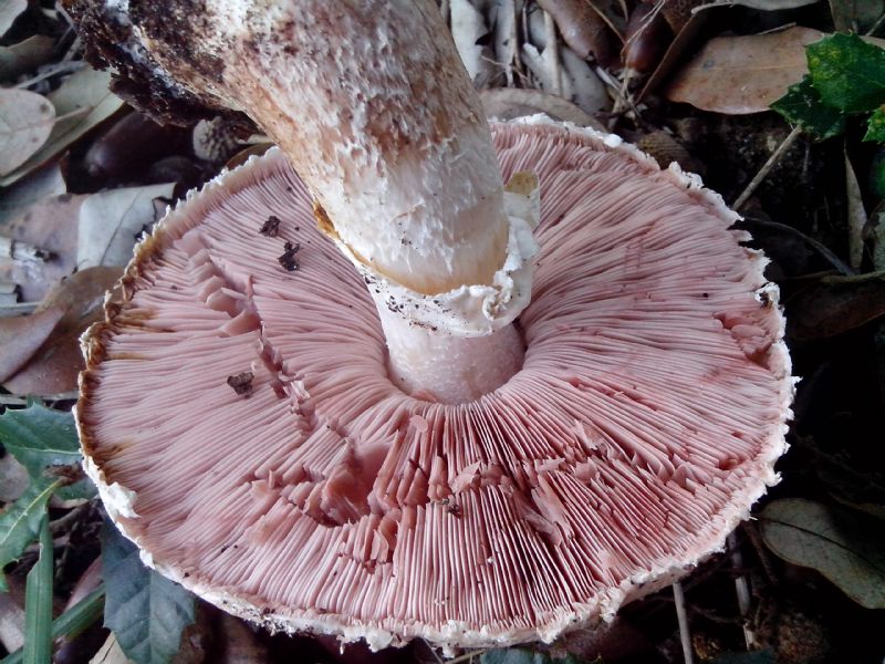 Agaricus sotto Leccio