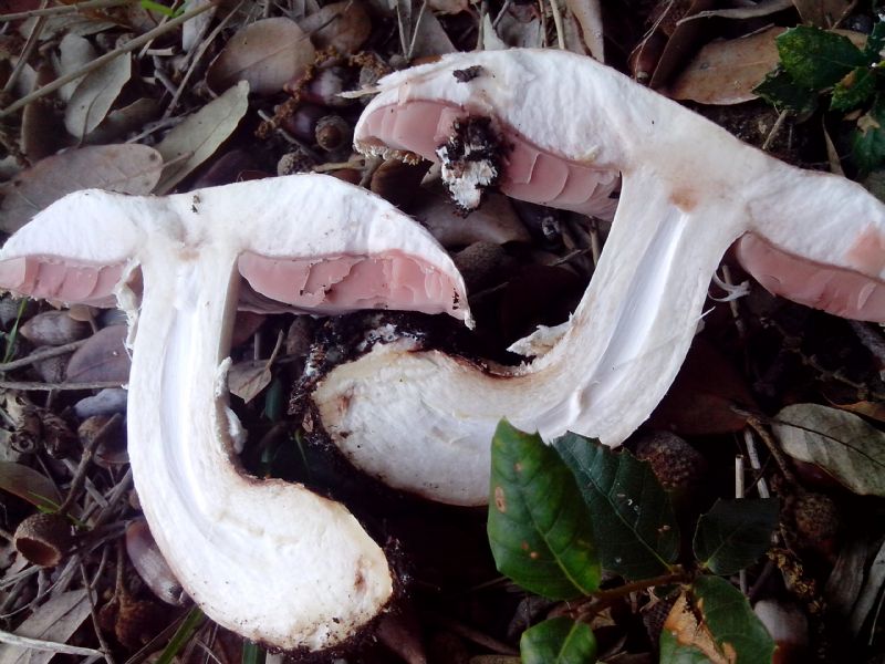 Agaricus sotto Leccio