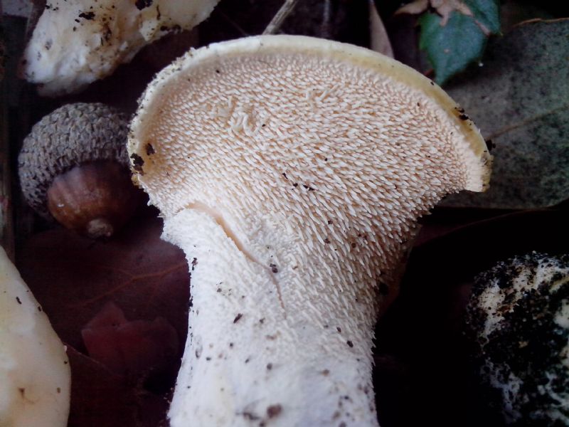 sotto Leccio niente lamelle, ma aghi