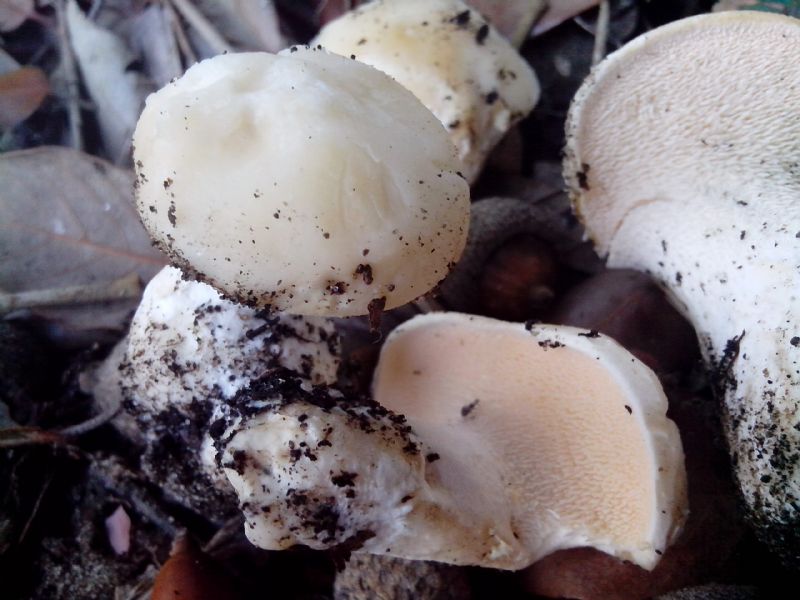 sotto Leccio niente lamelle, ma aghi