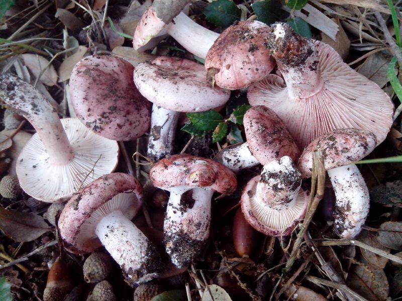 Hygrophorus russula ?