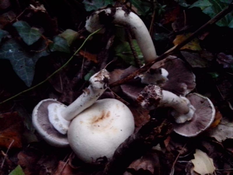 Agaricus 5.11.2016