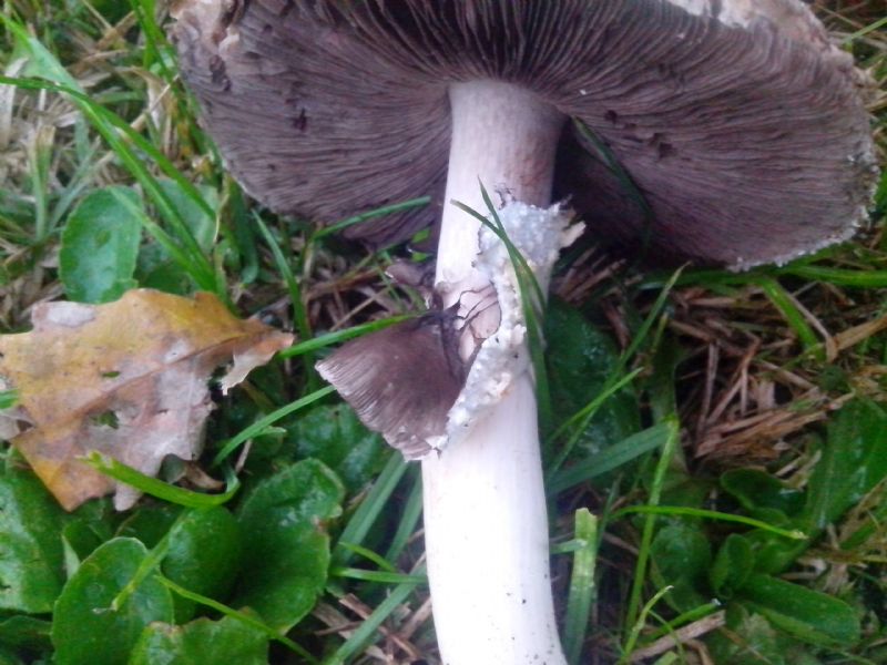 Agaricus 5.11.2016