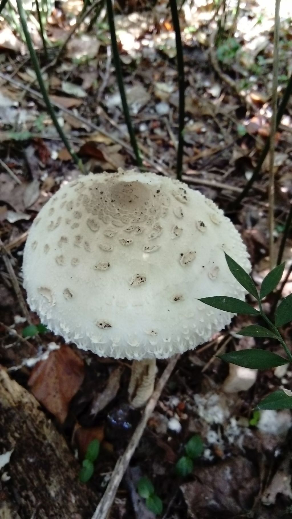 fotografato l''8-12-2019