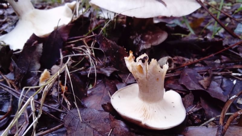 fotografato l''8-12-2019 / 2