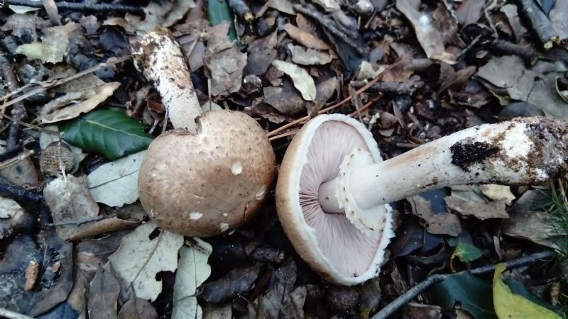 fotografato l''8-12-2019 / 3