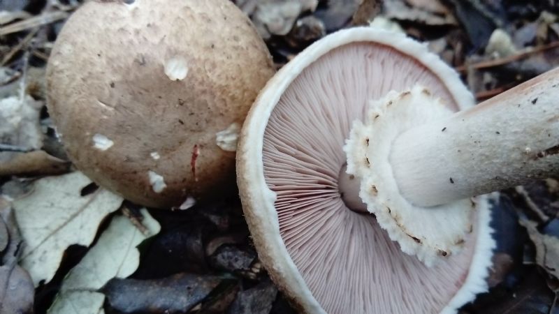 fotografato l''8-12-2019 / 3