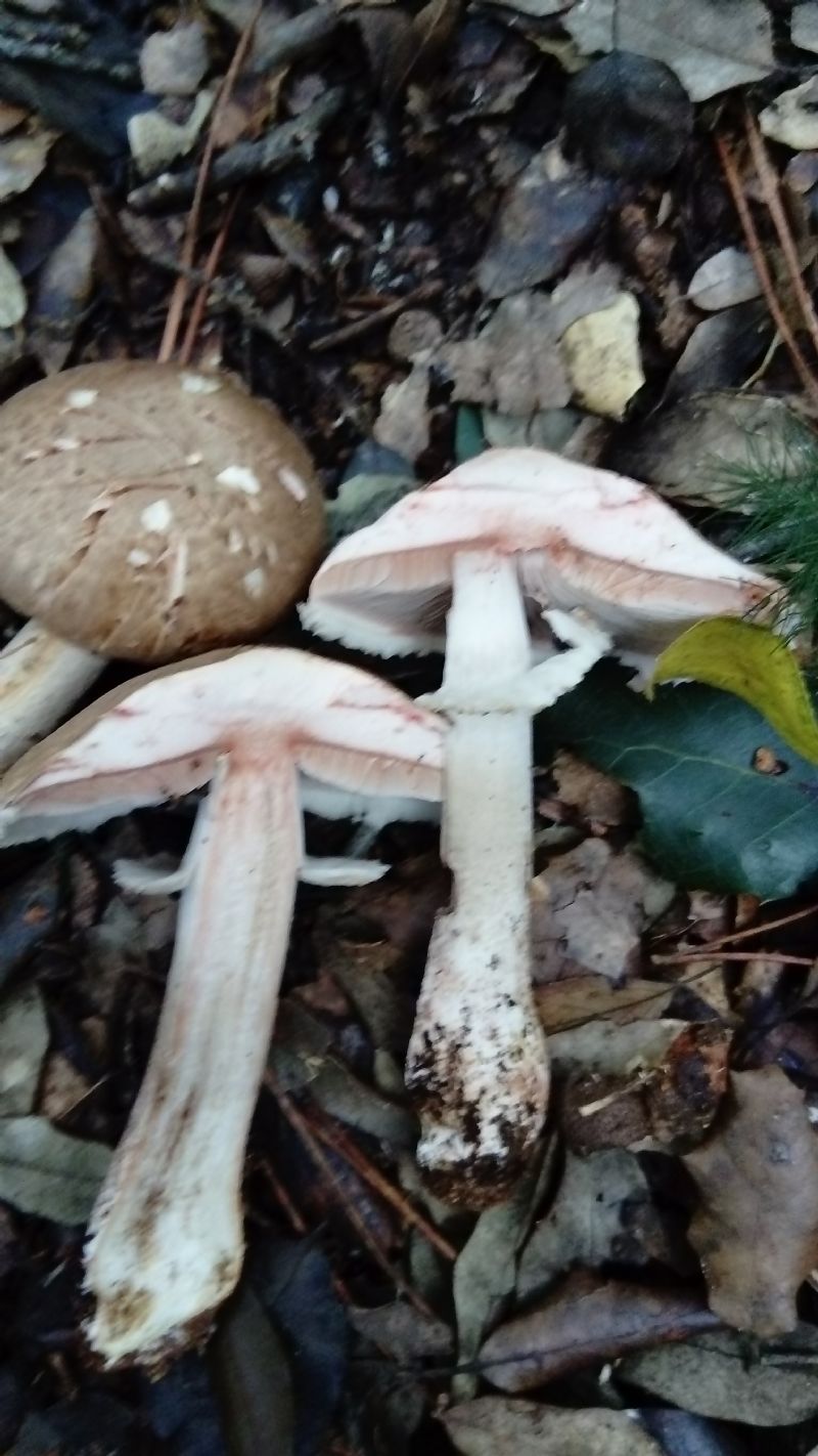 fotografato l''8-12-2019 / 3