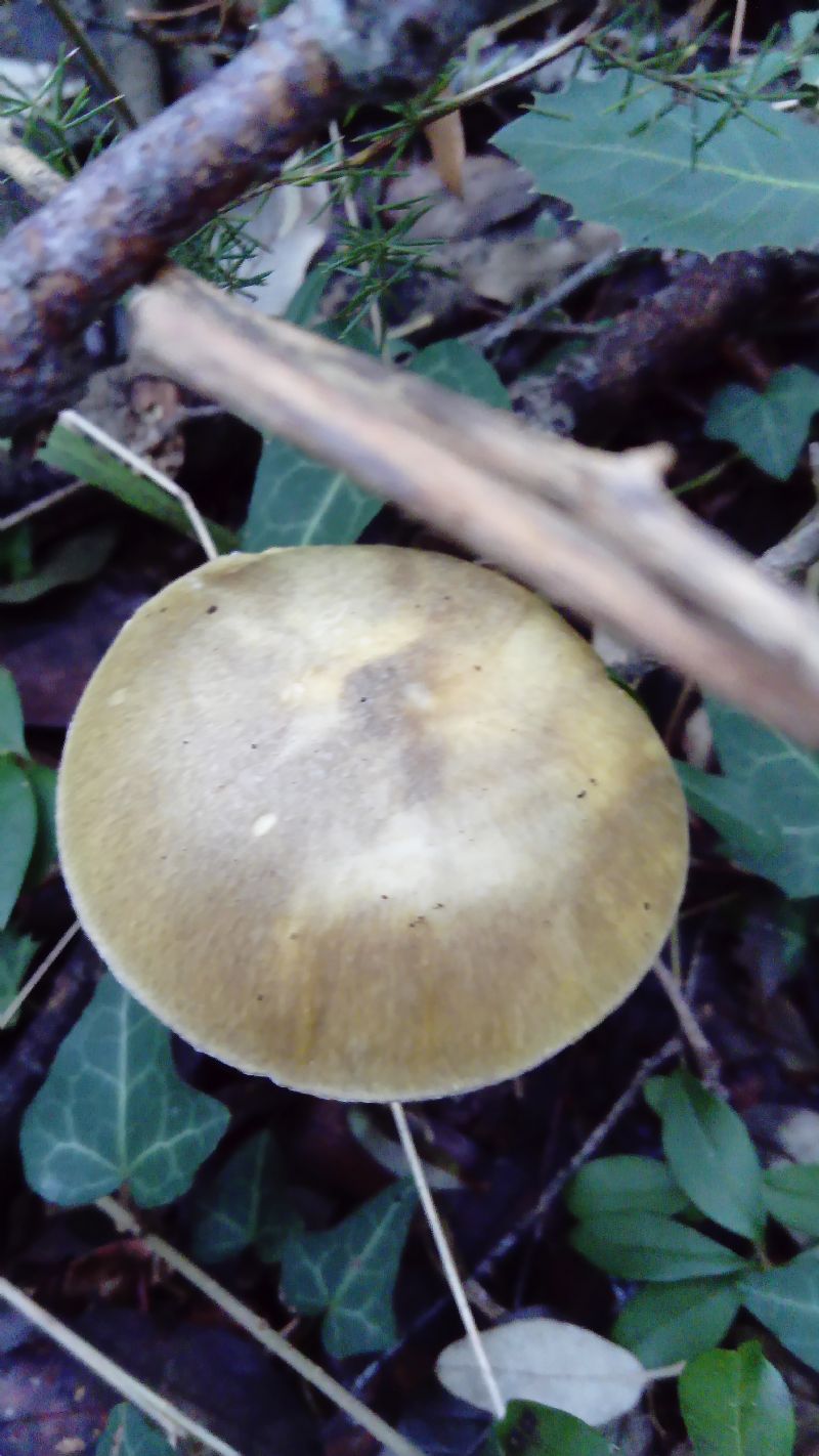 fotografato l''8-12-2019 / 5