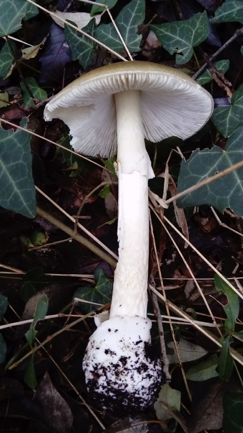 fotografato l''8-12-2019 / 5