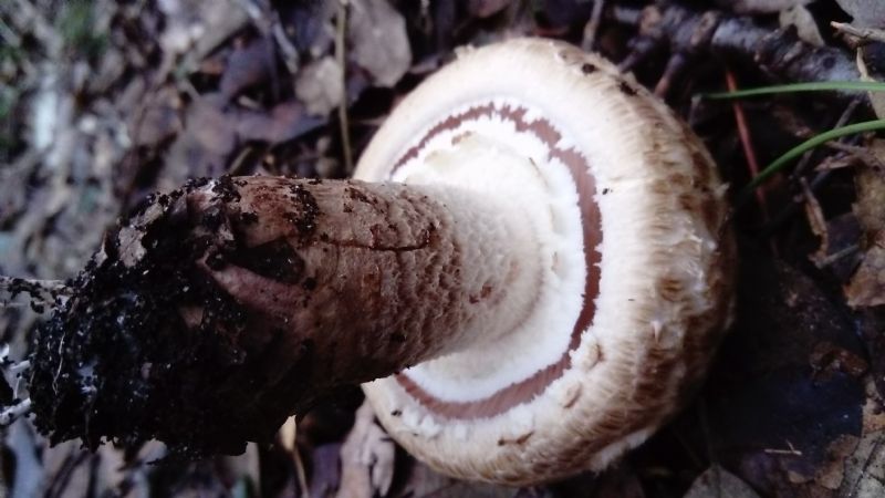 fotografato l''8-12-2019 / 6