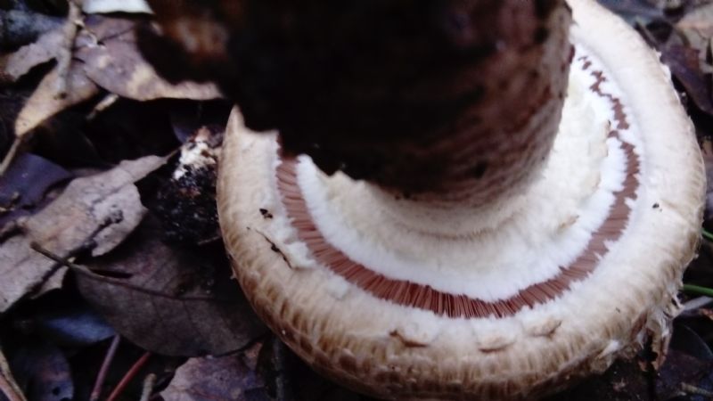 fotografato l''8-12-2019 / 6