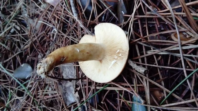 fotografato l''8-12-2019 / 8