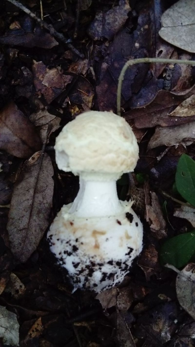 fotografato l''8-12-2019 / 4