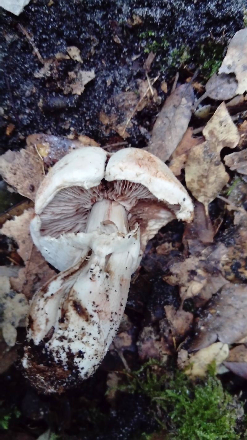 fotografato l''8-12-2019 / 9