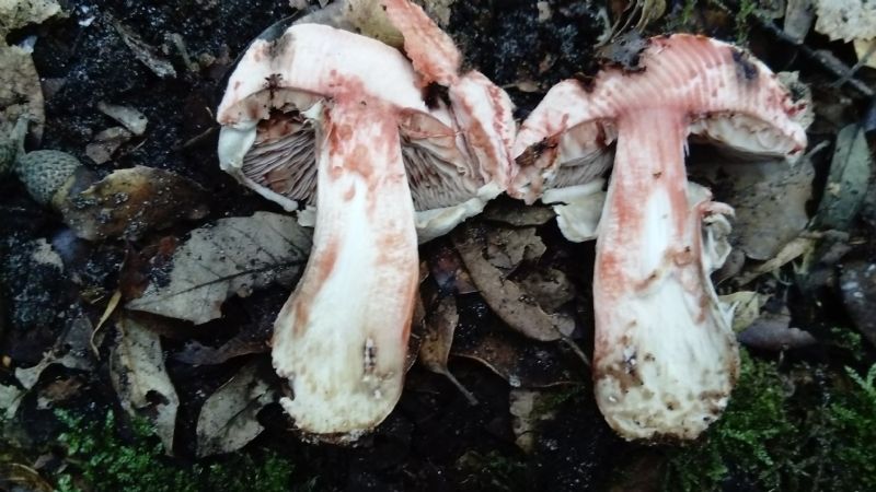 fotografato l''8-12-2019 / 9