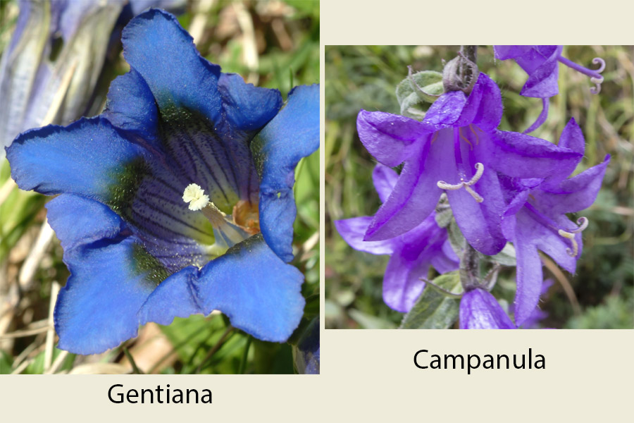 Campanula?  S, Campanula glomerata