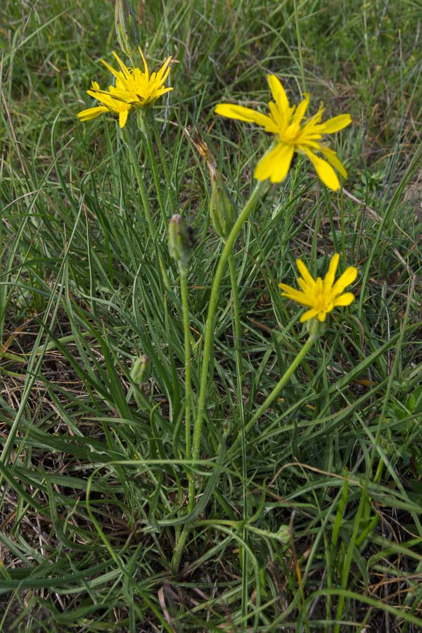 Scorzonera cana (=Podospermum canum) / Scorzanera delle argille