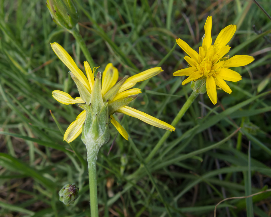 Scorzonera cana (=Podospermum canum) / Scorzanera delle argille