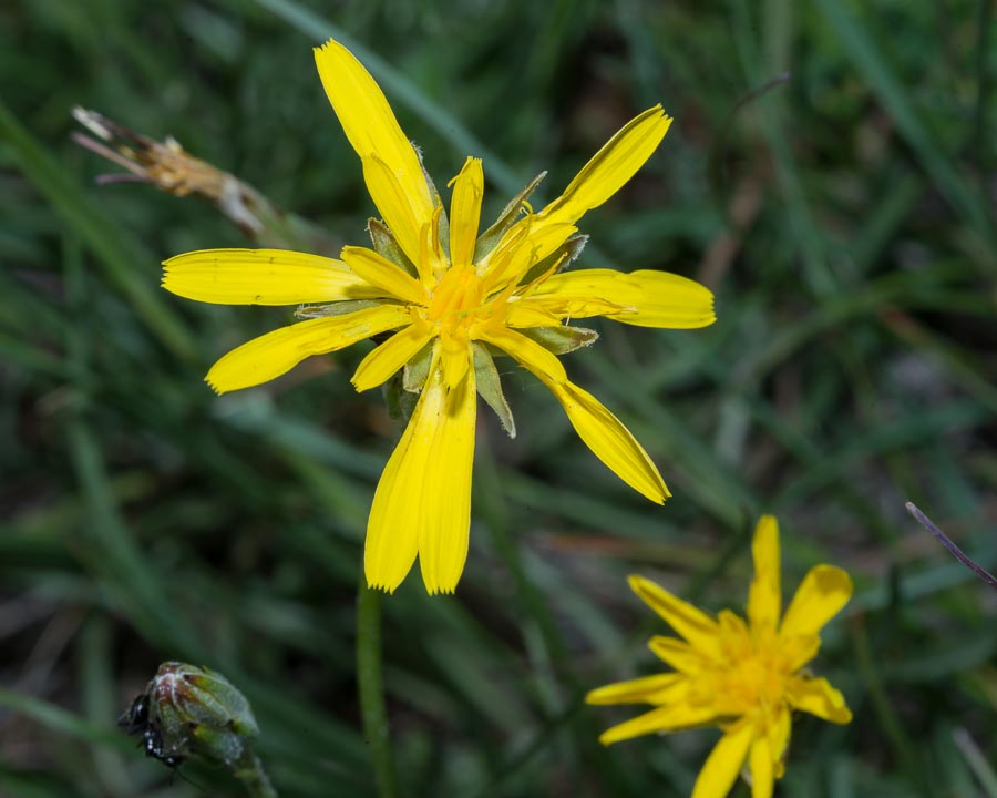 Scorzonera cana (=Podospermum canum) / Scorzanera delle argille