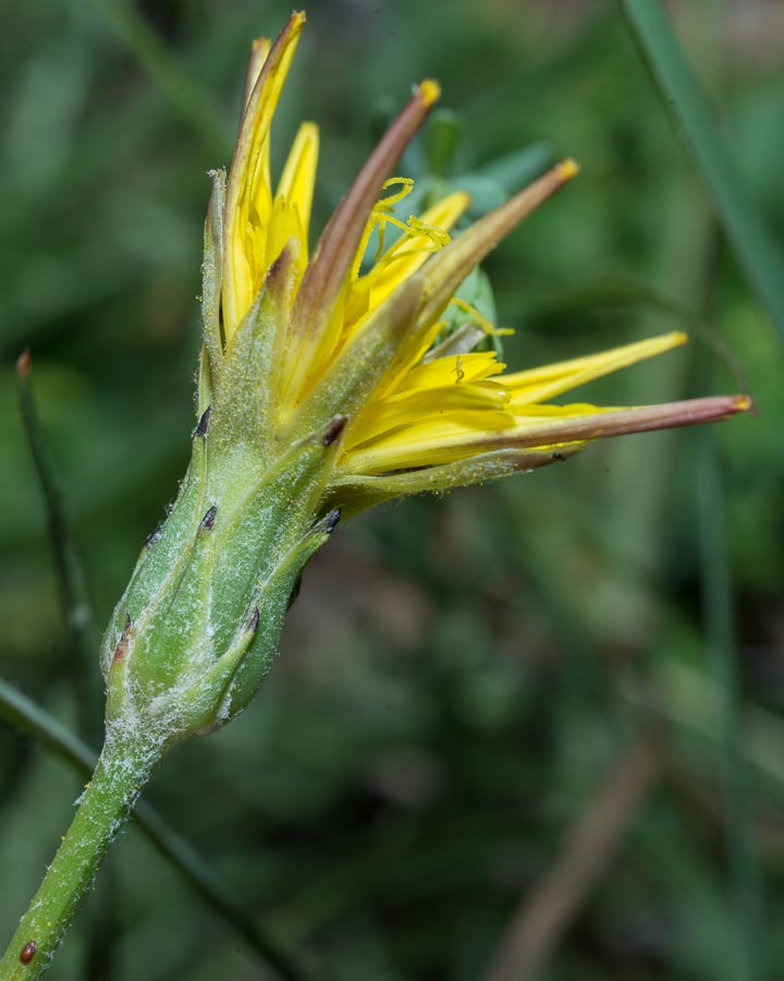 Scorzonera cana (=Podospermum canum) / Scorzanera delle argille