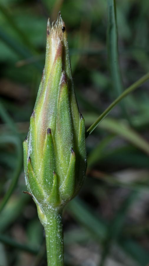 Scorzonera cana (=Podospermum canum) / Scorzanera delle argille
