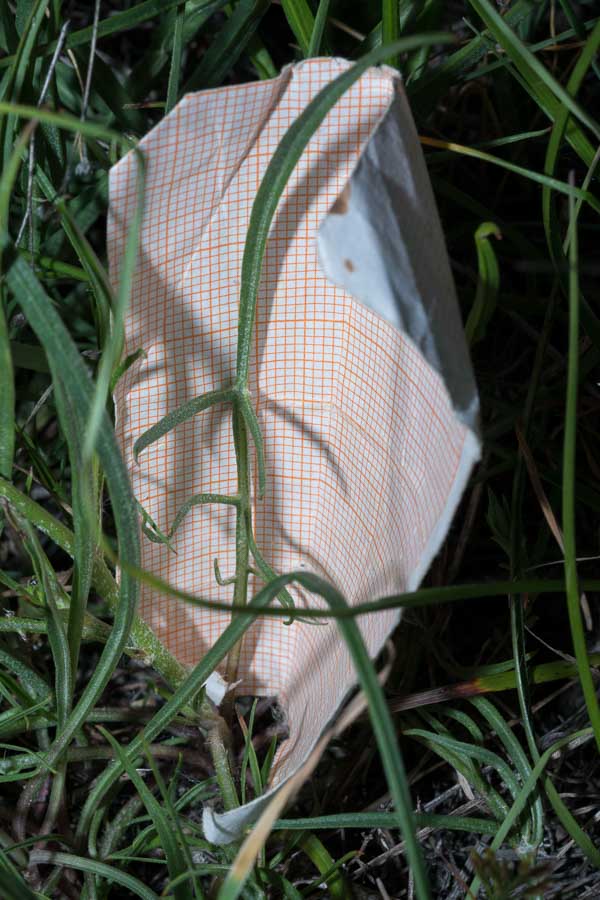 Scorzonera cana (=Podospermum canum) / Scorzanera delle argille