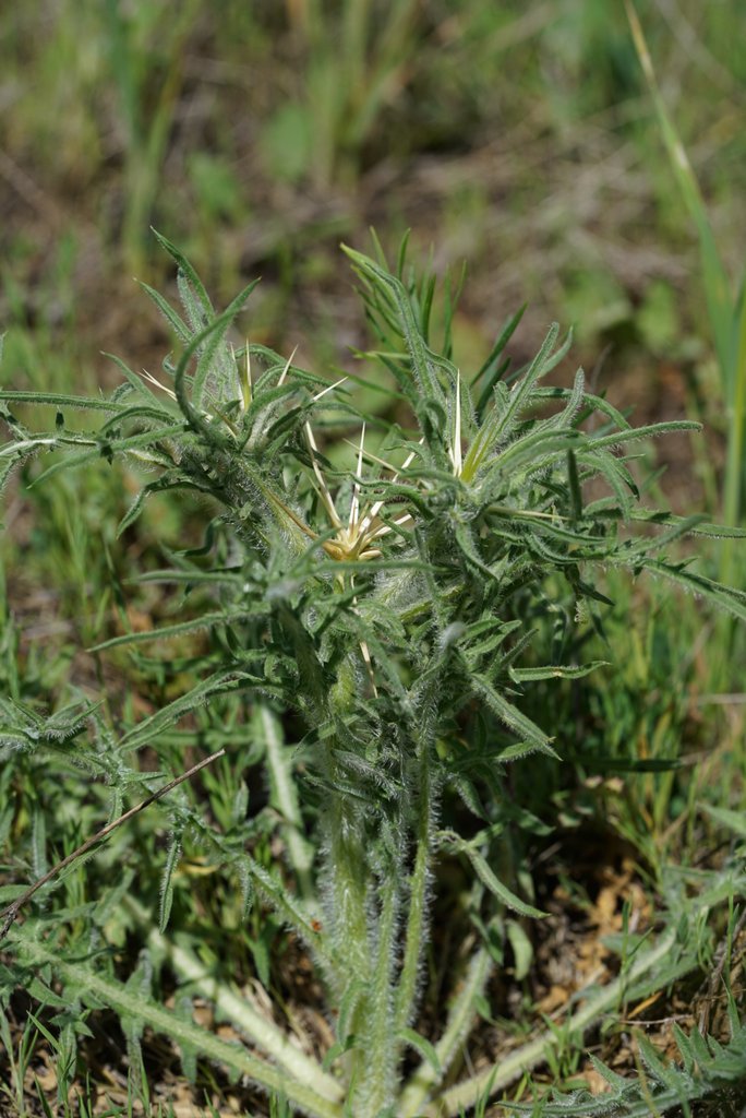 Centaurea calcitrapa / Fiordaliso stellato