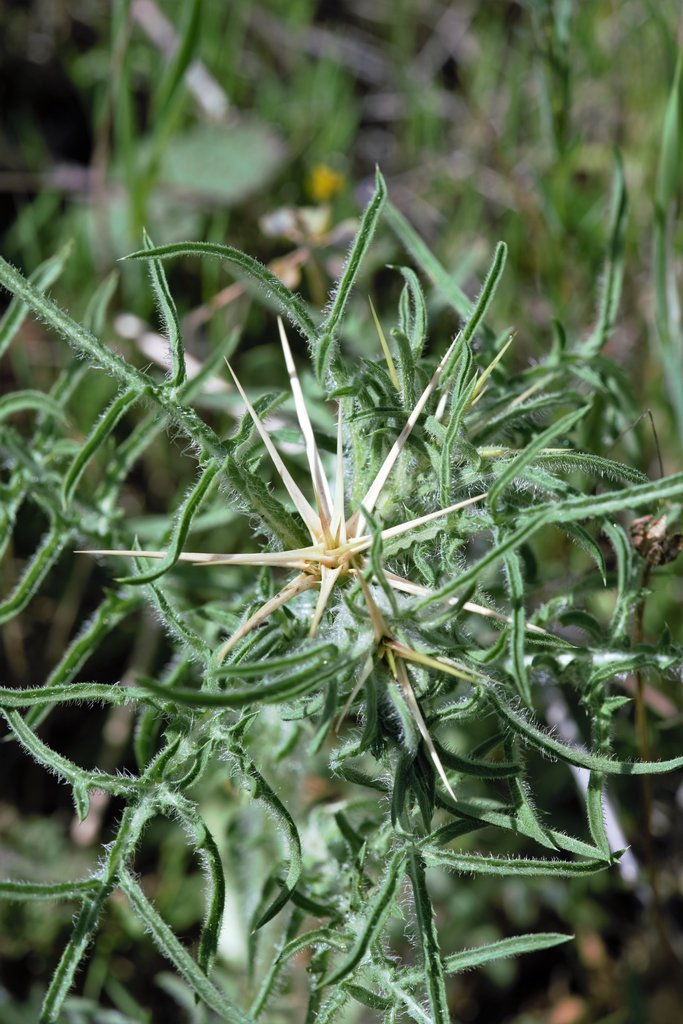 Centaurea calcitrapa / Fiordaliso stellato