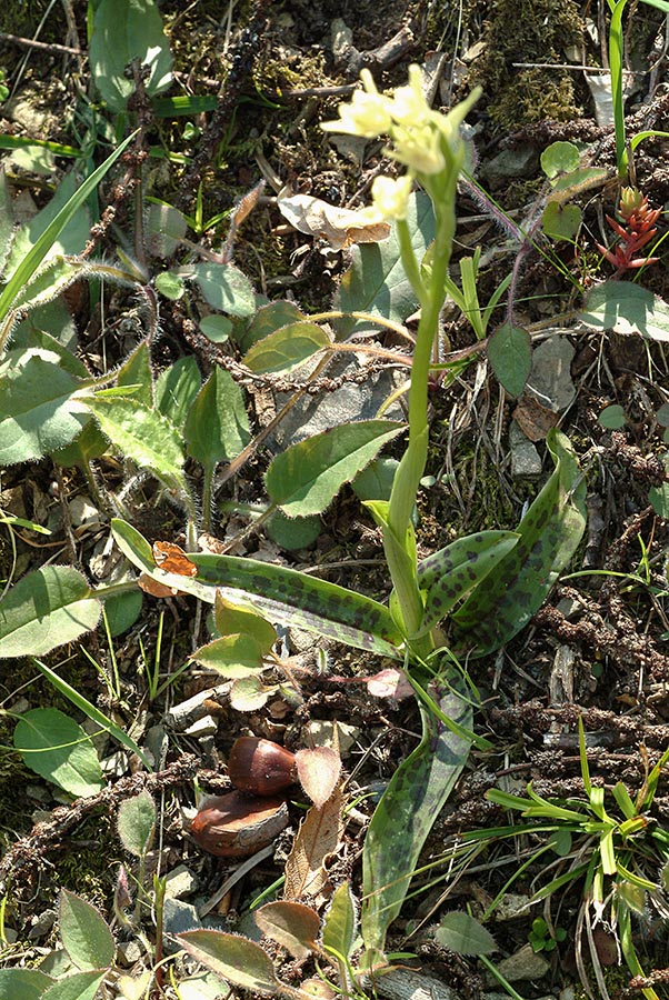 Ibrido o lusus albino