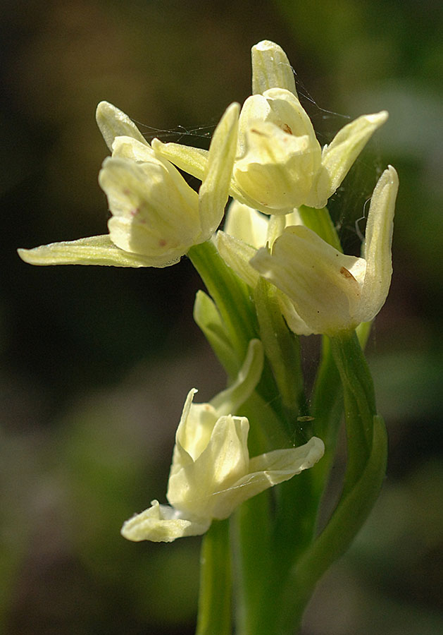 Ibrido o lusus albino