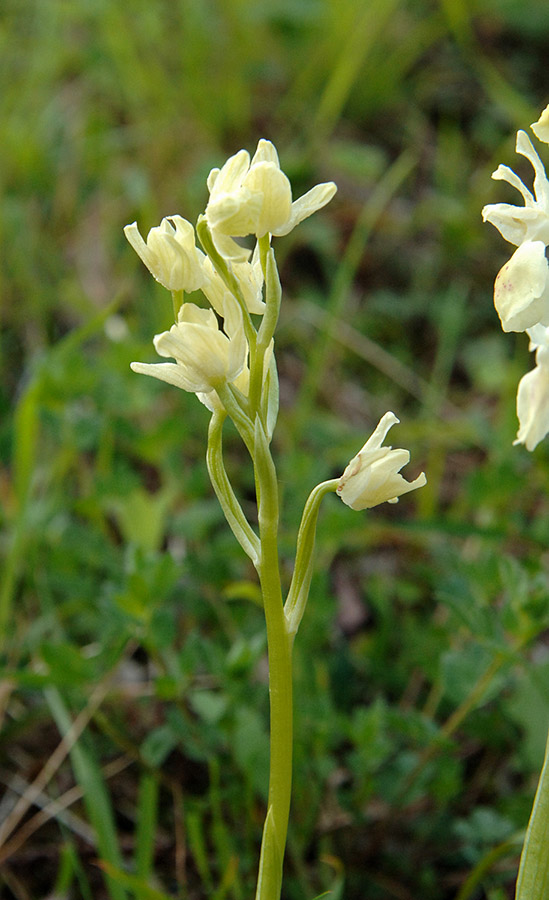 Ibrido o lusus albino