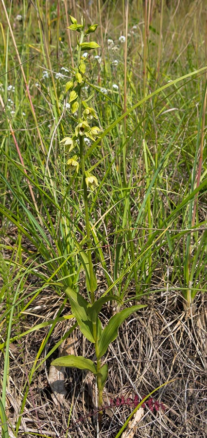 Epipactis da determinare