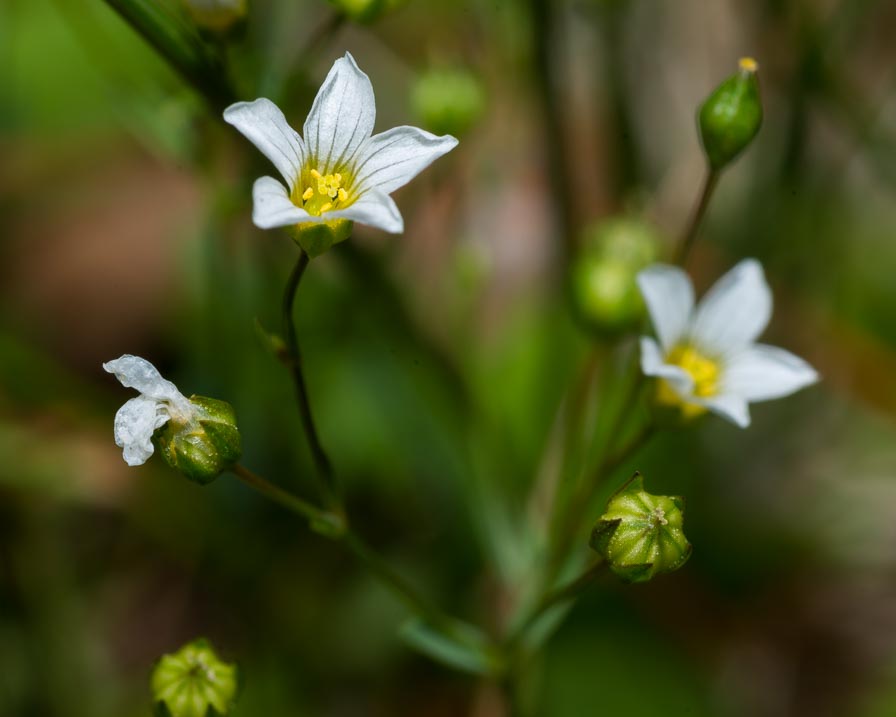 Linum catharticum / Lino purgativo