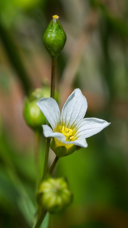 Linum catharticum / Lino purgativo