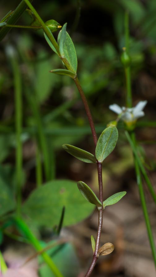 Linum catharticum / Lino purgativo