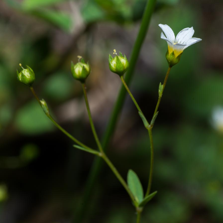 Linum catharticum / Lino purgativo