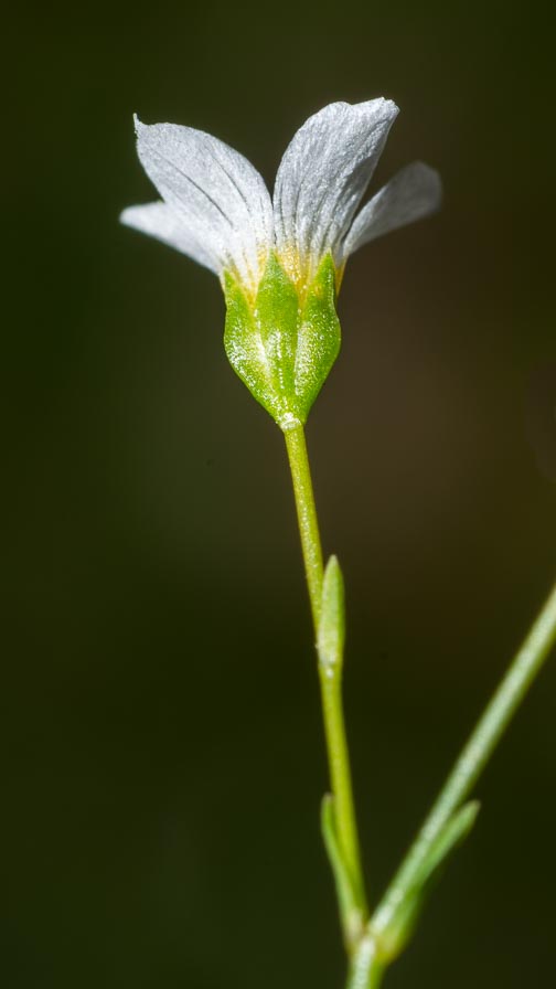 Linum catharticum / Lino purgativo