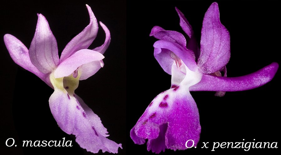 Chiedo conferma per Orchis mascula x Orchis provincialis